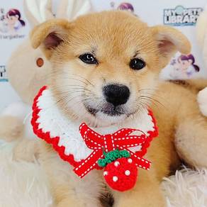 Shiba Inu