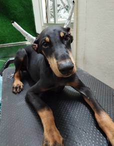 Doberman