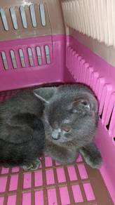 Kucing untuk rehome