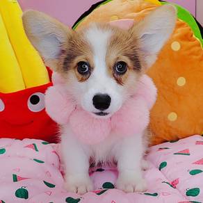 Welsh Corgi