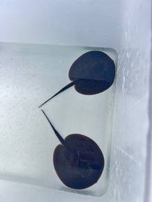 Freshwater Stingray Ikan Pari Aqaurium