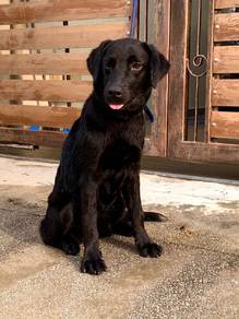 labrador retriever puppy 