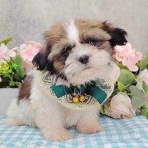 Shih Tzu