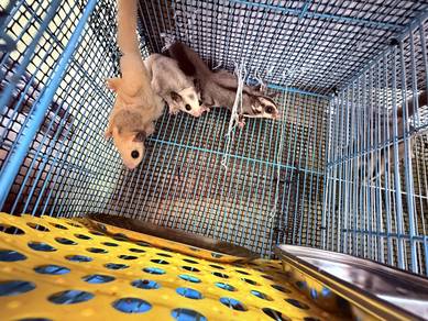 sugar gliders