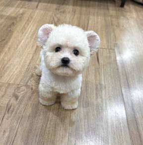 MINI POODLE PUPPIES S125 🌻 Premium Puppy