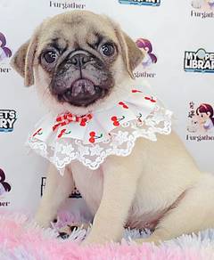 Pug