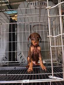 Doberman male puppy
