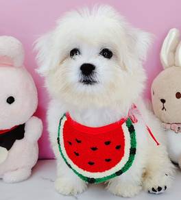 Bichon