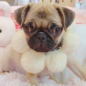 Pug