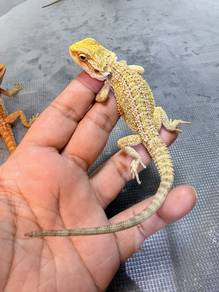 Bearded Dragon for sale