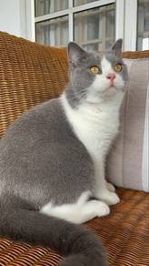 service mating British shorthair bicolour