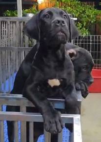 Cane Corso