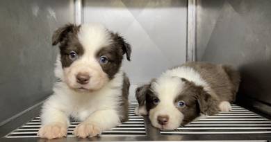 Border collie rare chocolate mka and microchip