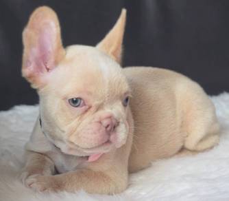FRENCH BULLDOG PUPPIES FB242🌻Cute Puppy Available