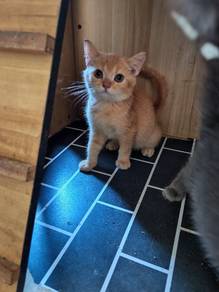 kitten untuk direhome