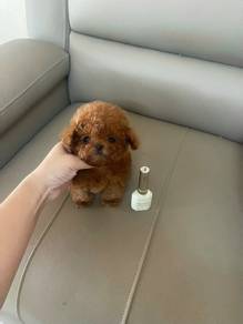 Red teacup poodle-Girl