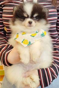 Pomeranian