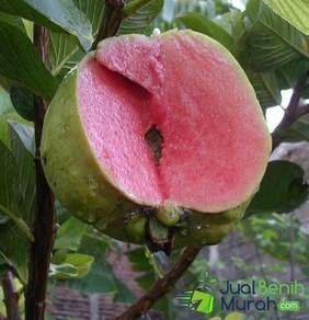 Jambu Guava Isi Pink