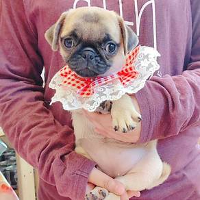 Pug