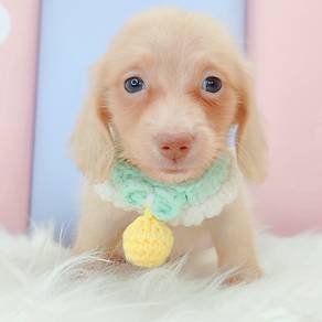Dachshund
