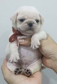 PUG PUPPIES 657 🌻 REHOME Male