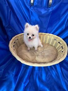 Pomeranian