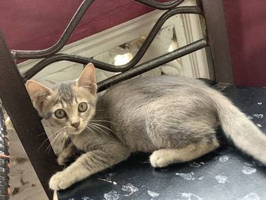 Kucing sepasang