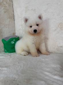 Samoyed