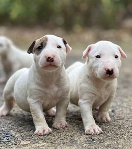 BULL TERRIER PUPPIES BT8 🐻 White Boy-Girl
