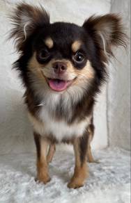 Chocolate Tri Long Coat Chihuahua