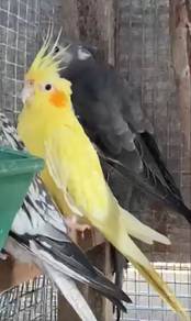 lutino musang king