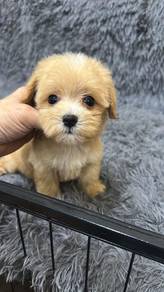 马尔泰女
Maltipoo 
Father maltese
Mother red poodle
Fe