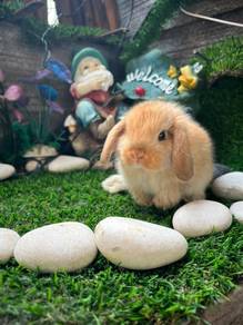 Holland lop