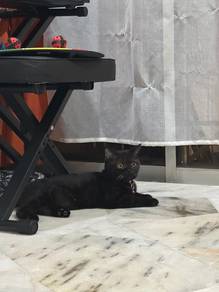 Exotic Shorthair mix BSH Scottish