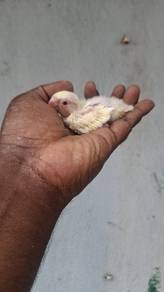 Burung love