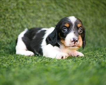 MINIATURE DACHSHUND Puppies D146 PREMIUM Quality