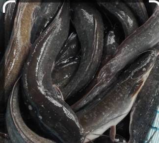 Ikan keli hidup