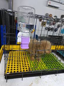 Purebred Toy Poodle (2 Males) – Special Price – Johor Bahru (JB) Area 