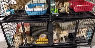 BSH Golden Kitten 