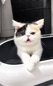 father: persian, mother: exotic short hair