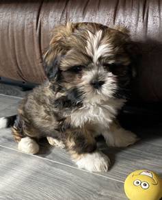 Snugglebug Shih Tzu Teddy Face Fluffy Puppy Puppy