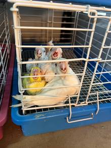 burung cockatiel