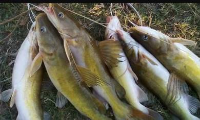 ikan baung udang galah ikan kelah ikan tengalan
