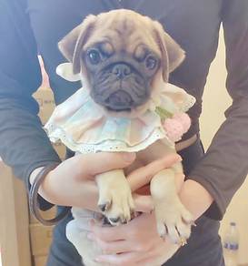 Pug