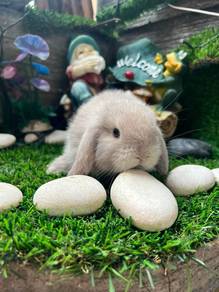 Holland lop