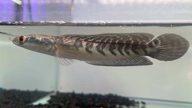 Ikan Channa Fish Yellow Sentarum 5.5 (YS4-3)
