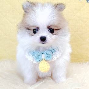 Pomeranian