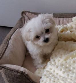 Adored Maltipoo gorgeous fluffy fur charming and s