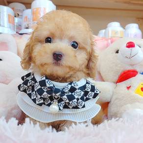 Poodle