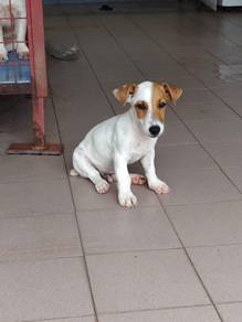 JRT Jack Russell Male  puppy